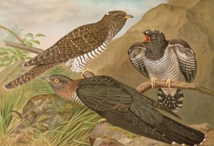 Cuculus canorus L. by Johann Friedrich Naumann Oil Painting