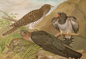 Cuculus canorus L. by Johann Friedrich Naumann Oil Painting
