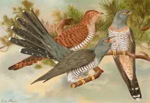 Cuculus canorus by Johann Friedrich Naumann Oil Painting