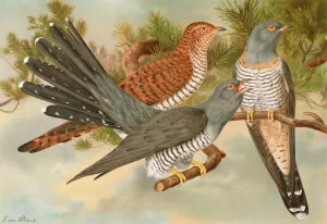 Cuculus canorus by Johann Friedrich Naumann Oil Painting