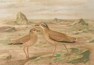 Cursorius gallicus by Johann Friedrich Naumann Oil Painting