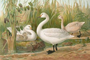 Cygnus Bewickii Yarrell by Johann Friedrich Naumann Oil Painting