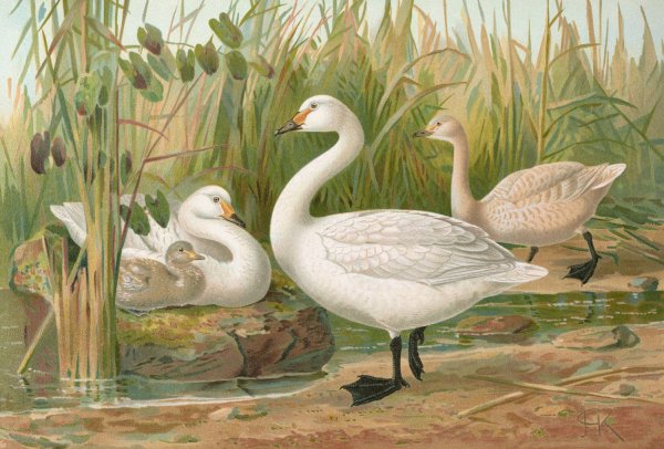Cygnus Bewickii Yarrell by Johann Friedrich Naumann - Hand-Painted Oil Painting Reproduction