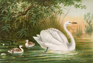 Cygnus cygnus by Johann Friedrich Naumann Oil Painting