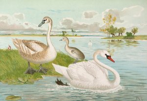 Cygnus olor by Johann Friedrich Naumann Oil Painting