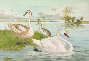 Cygnus olor by Johann Friedrich Naumann Oil Painting