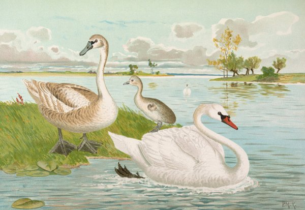 Cygnus olor by Johann Friedrich Naumann - Hand-Painted Oil Painting Reproduction