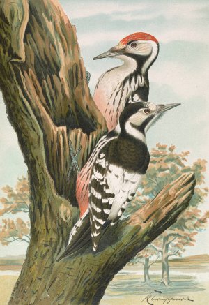 Dendrocopus leuconotus by Johann Friedrich Naumann Oil Painting