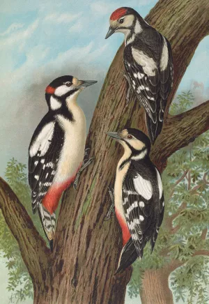 Dendrocopus major by Johann Friedrich Naumann Oil Painting