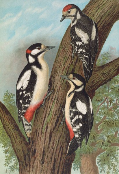 Dendrocopus major by Johann Friedrich Naumann - Hand-Painted Oil Painting Reproduction