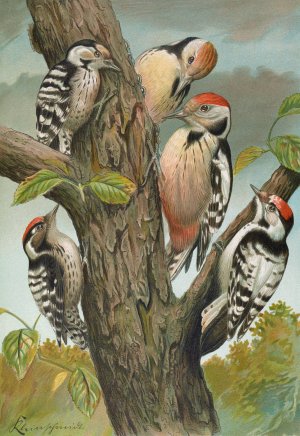 Dendrocopus medius, Dendrocopus minor by Johann Friedrich Naumann Oil Painting