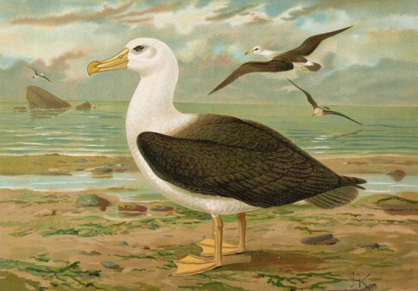 Main Product Photo of Diomedea melanophrys Boie, Schwarzzugeliger Albatros Painting by Johann Friedrich Naumann