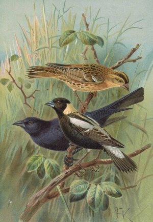 Dolichonyx oryzivorus, Molothrus Cabanisii Cassin by Johann Friedrich Naumann Oil Painting