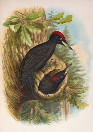 Dryocopus martius by Johann Friedrich Naumann Oil Painting