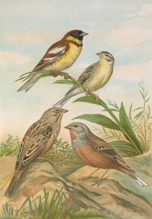 Emberiza aureola Pall, Emberiza caesia Cretschmar by Johann Friedrich Naumann Oil Painting