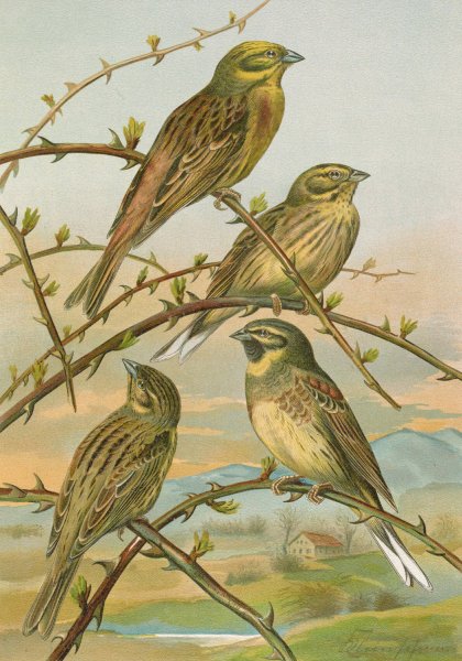 Emberiza citrinella, Emberiza cirlus by Johann Friedrich Naumann - Hand-Painted Oil Painting Reproduction