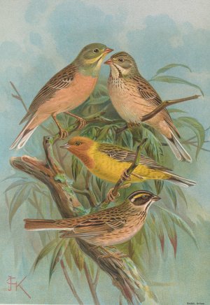 Emberiza hortulana, Emberiza luteola Sparrm, Emberiza chrysophrys Pall by Johann Friedrich Naumann Oil Painting