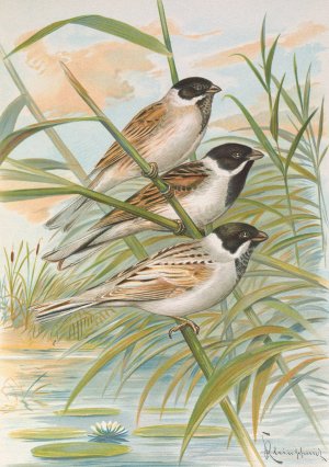 Emberiza intermedia Michahelles, Emberiza palustris Savi, Emberiza pyrrhuloides Pall by Johann Friedrich Naumann Oil Painting