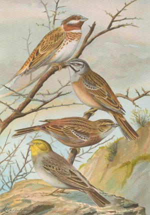 Emberiza leucocephala Gmel, Emberiza cia, Emberiza cinerea Strickl by Johann Friedrich Naumann Oil Painting