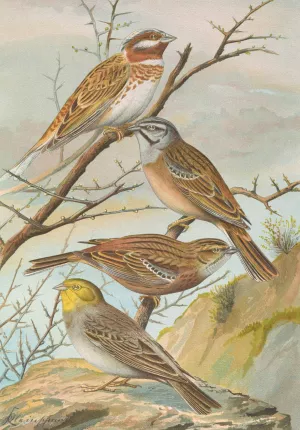 Emberiza leucocephala Gmel, Emberiza cia, Emberiza cinerea Strickl Oil painting by Johann Friedrich Naumann