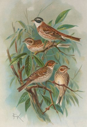 Emberiza rustica Pall, Emberiza pusilla Pall by Johann Friedrich Naumann Oil Painting