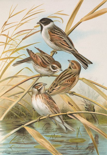 Emberiza schoeniclus by Johann Friedrich Naumann - Hand-Painted Oil Painting Reproduction