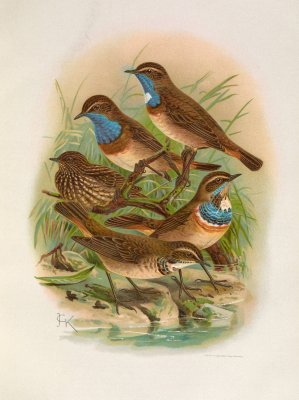 Erithacus cyaneculus by Johann Friedrich Naumann Oil Painting