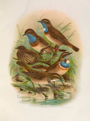Erithacus cyaneculus by Johann Friedrich Naumann Oil Painting
