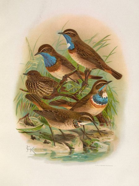 Erithacus cyaneculus by Johann Friedrich Naumann - Hand-Painted Oil Painting Reproduction