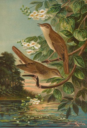 Erithacus luscinia, Erithacus philomela by Johann Friedrich Naumann Oil Painting