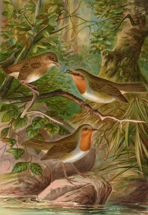 Erithacus rubeculus by Johann Friedrich Naumann Oil Painting
