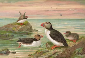 Fratercula arctica Oil painting by Johann Friedrich Naumann