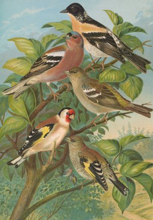 Fringilla montifringilla, Fringilla coelebs, Carduelis carduelis by Johann Friedrich Naumann Oil Painting