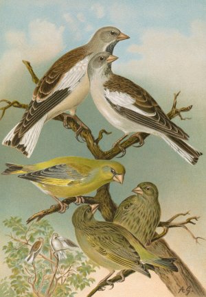 Fringilla nivalis, Chloris chloris by Johann Friedrich Naumann Oil Painting
