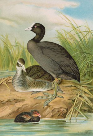 Fulica atra by Johann Friedrich Naumann Oil Painting