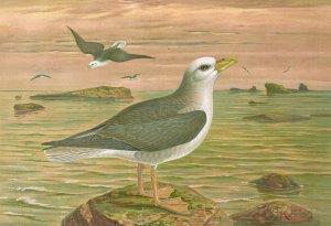 Fulmarus glacialis, Eis-Movensturmvogel by Johann Friedrich Naumann Oil Painting