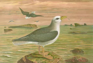 Fulmarus glacialis, Eis-Movensturmvogel Oil painting by Johann Friedrich Naumann