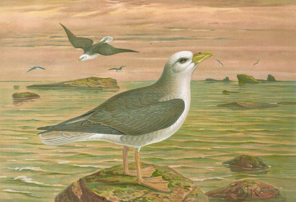 Fulmarus glacialis, Eis-Movensturmvogel by Johann Friedrich Naumann - Hand-Painted Oil Painting Reproduction