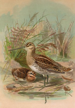 Gallinago gallinago by Johann Friedrich Naumann Oil Painting