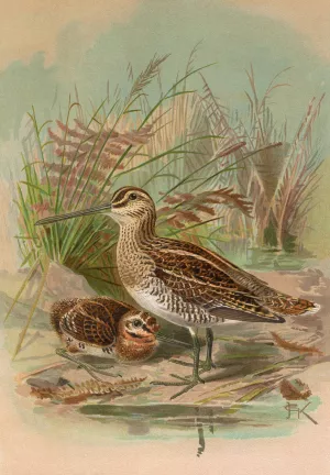 Gallinago gallinago by Johann Friedrich Naumann Oil Painting