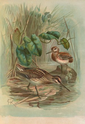 Gallinago gallinula by Johann Friedrich Naumann Oil Painting