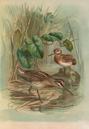 Gallinago gallinula by Johann Friedrich Naumann Oil Painting