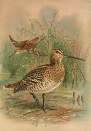 Gallinago major by Johann Friedrich Naumann Oil Painting