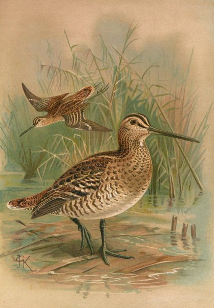 Main Product Photo of Gallinago major Painting by Johann Friedrich Naumann