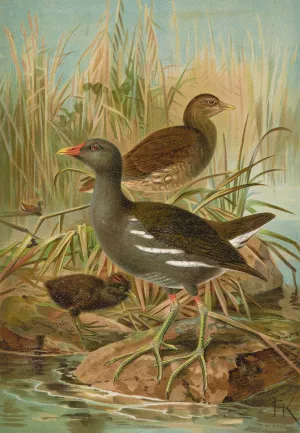 Gallinula chloropus by Johann Friedrich Naumann Oil Painting