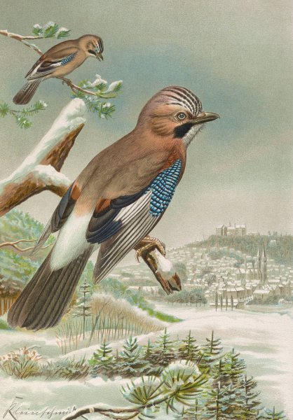 Garrulus glandarius by Johann Friedrich Naumann - Hand-Painted Oil Painting Reproduction