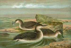 Gavia arctica by Johann Friedrich Naumann Oil Painting