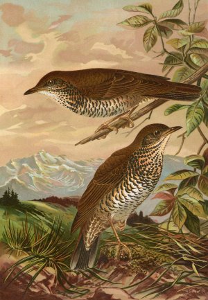 Geocichla mollissima by Johann Friedrich Naumann Oil Painting