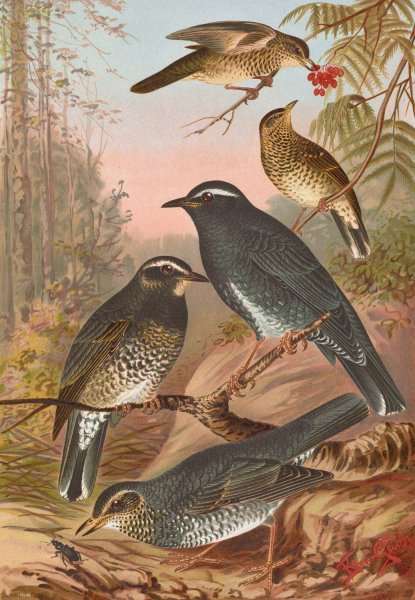 Geocichla sibirica by Johann Friedrich Naumann - Hand-Painted Oil Painting Reproduction