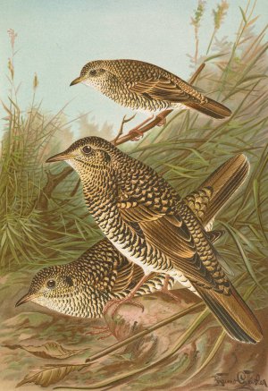 Geocichla varia, Geocichla dauma by Johann Friedrich Naumann Oil Painting